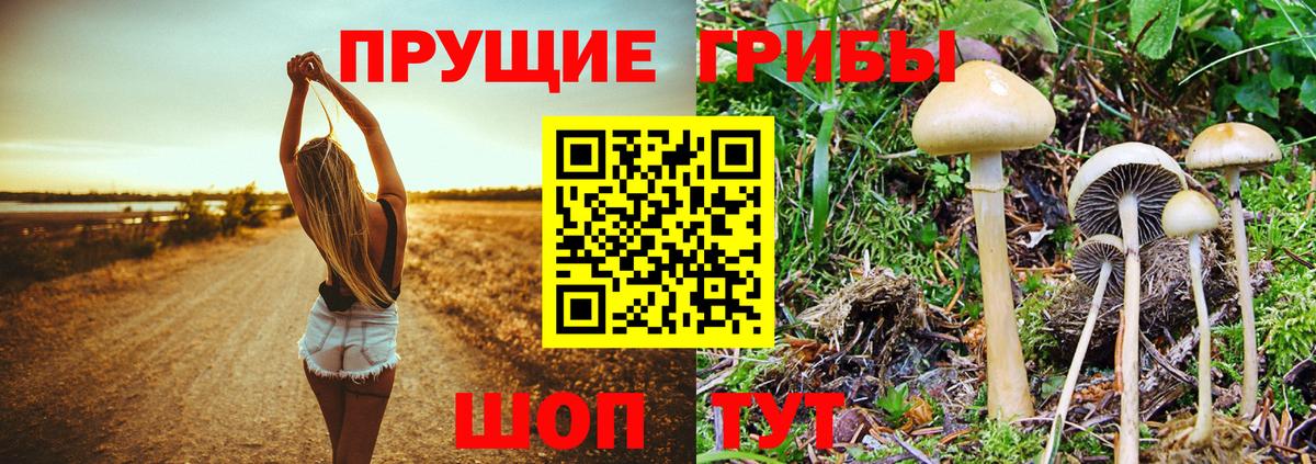 Псилоцибиновые грибы Psilocybine cubensis Полевской